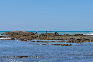 Rock fishing, Port Awanui (2 of 4), detail, 2014